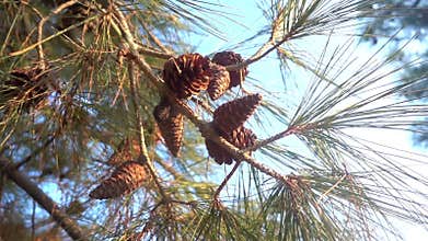 View of behind pine trees