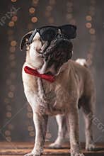 Pug dog wearing sunglasses standing and looking aside with arrogance