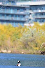 Hooded merganser in a condo