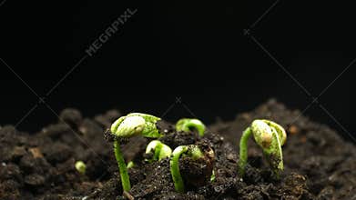 Germinating Seed Growing in Ground Agriculture Spring Summer Plant Timelapse