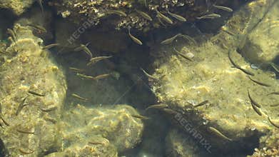 Hungry school of fish swims near the shore of the Adriatic sea. Slow motion
