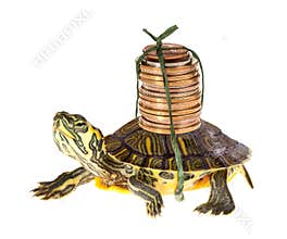 Turtle with money