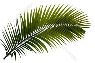 Palm frond
