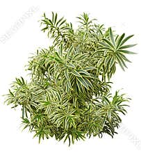Tropical plant with lush green foliage