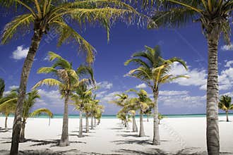 Caribbean Shade - Row of Palm Trees Leading to Sea