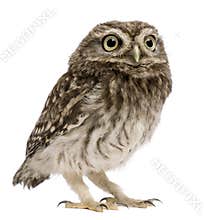 Little Owl, 50 days old, Athene noctua, standing