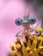 Dragon fly ...(1)