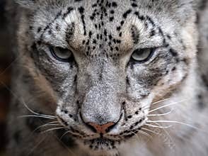 A Snow Leopard Portrait
