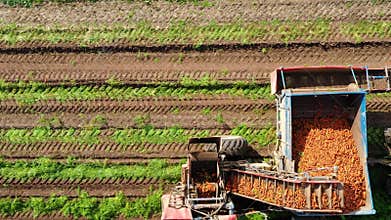 Carrot harvest in farm land. The harvester harvests carrots. Carrot field.
