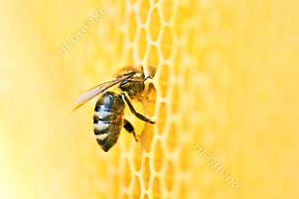 Macro photo of a bee hive on a honeycomb with copyspace. Bees produce fresh, healthy, honey.
