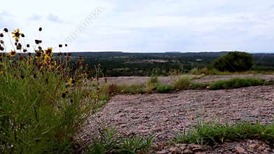 Native shrubs blow in wind in barren landscape