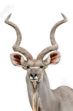 Kudu