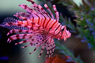 Lion fish
