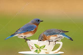 Tea for Two