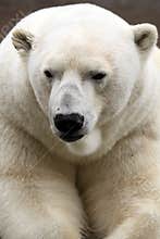 Polar Bear (Ursus maritimus)