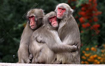 Japanese Macaque