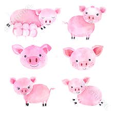 Watercolor cute pigs characters