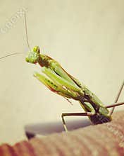 Praying mantis closeup