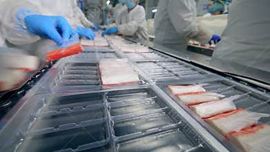 Food processing factory production line. Industrial workers are filling package plates with fish products