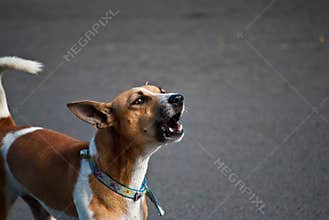 Barking dog