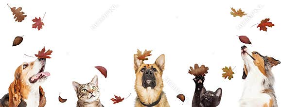 Dogs and Cats With Falling Autumn Leaves