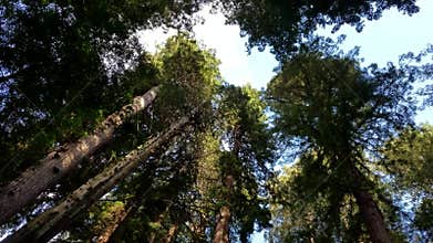 Giant redwood trees in the Muir Woods