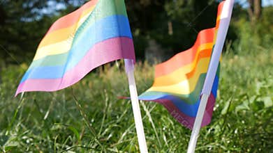 Rainbow flags on the grass lawn swaying in wind, Symbol of LGBT Gay lesbian transgender queer rights, activism love