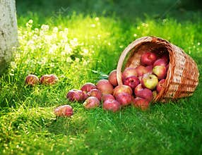 Apples in orchard