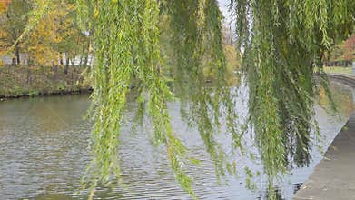 Autumn landscape. the branches of the willow over water