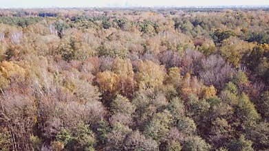 Aerial view of the autumn forests