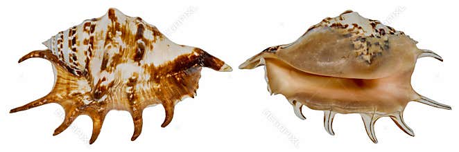 Mollusc shell. Clam shell. Seashell spider. Isolated on a white background. On both sides