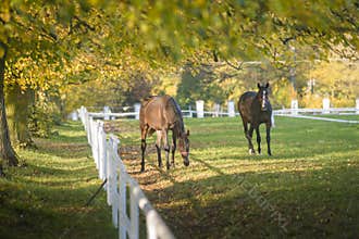 Beautifull horses in Autumn scenery