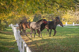 Beautifull horses in Autumn scenery