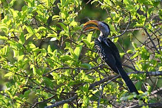 Big Beak Bird