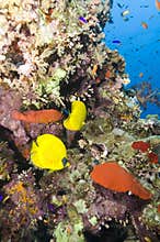 Tropical coral reef fish.
