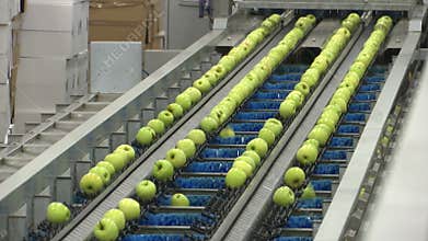 Sort line for calibration of apples green apples Granny Smith