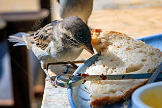 Nature in the city, a cheeky house sparrow eats along with the food on the table.