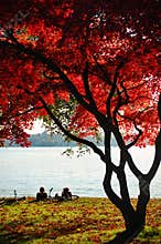 The fall in Stanley Park, Vancouver.