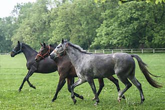 Beautifull horses in Autumn scenery