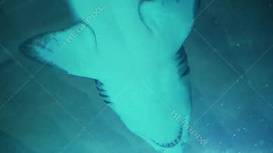 shark. Shark swimming in aquarium