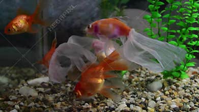 Goldfish swimming in planted aquarium.