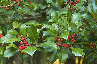 Christmas holly branches background wallpaper