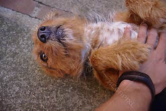A cute dog getting a belly rub by a man wearing fitness watch