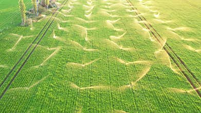 All Sprinkler system is working at same time.  Agricultural water system. Aerial shot.