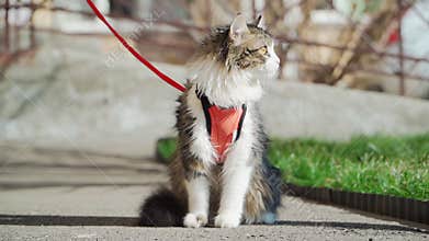 Beautiful fluffy cat on a leash sitting outside in Sunny weather. Walking Pets. Slow motion