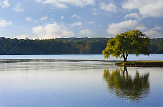 Lone Tree on the River
