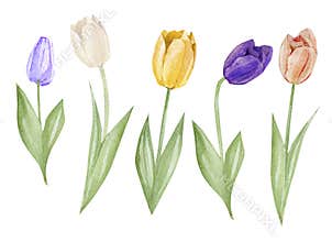 Set watercolor hand drawn elements of Tulips collection garden and wild flowers, easter florals, leaves. Botanical illustration is