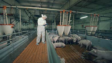 Pig farmer checking pigs at farm. Eating piglets are being observed by the farm employee