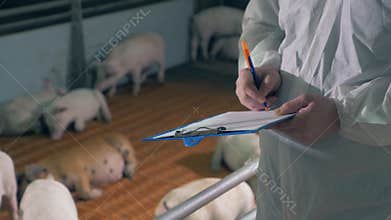 Agricultural worker is making notes about the pigs