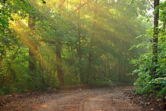 Sunbeams on a Country Road
